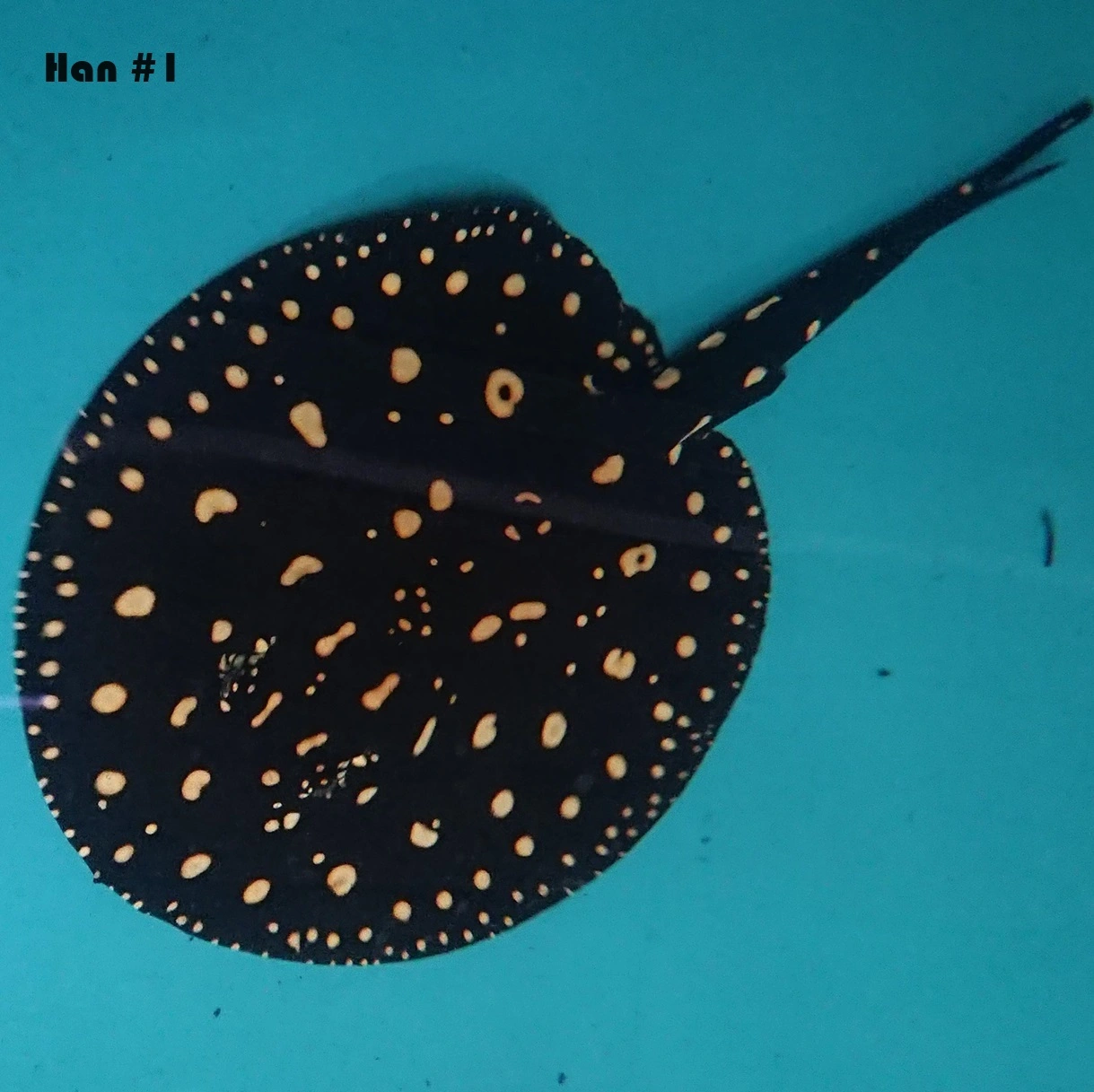 Ferskvandsrokke Potamotrygon Leopoldi - Black Diamond Han Ø 40 cm